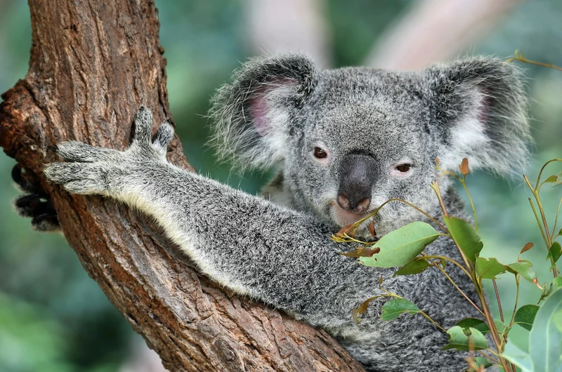 Great Koala National Park approved in NSW
