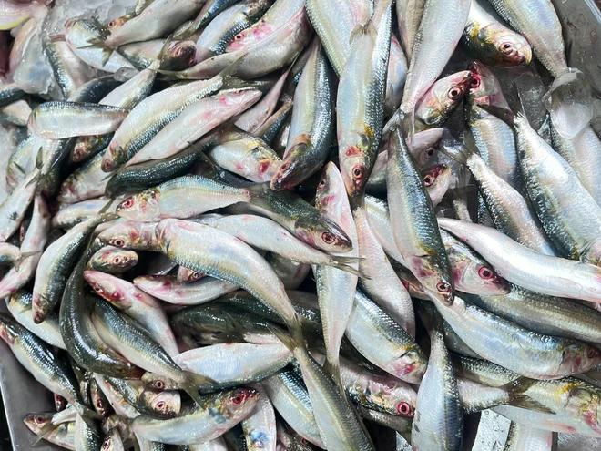 WTO ends harmful fishing subsidies