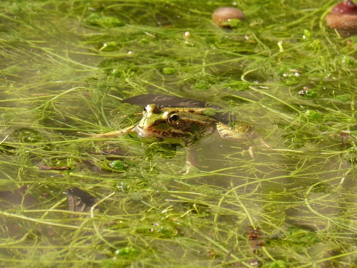 Wastewater-based algae fertiliser in Europe