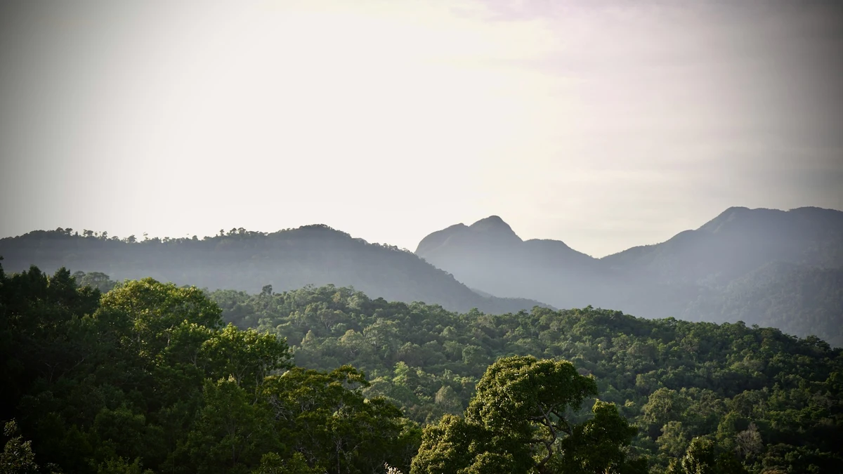 Brazil pledges $1 billion to tropical forest fund