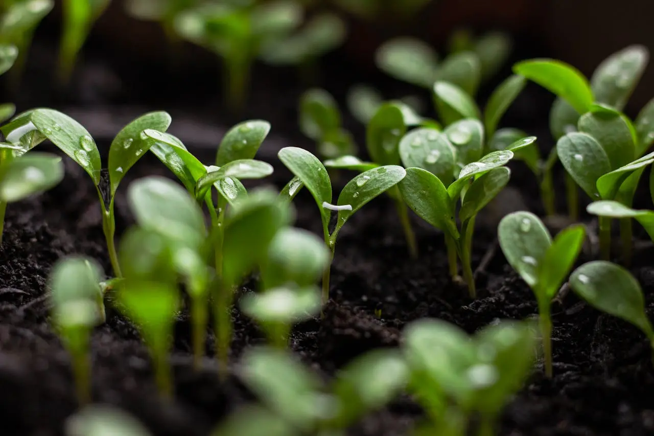 Solar plant device removes cesium from soil