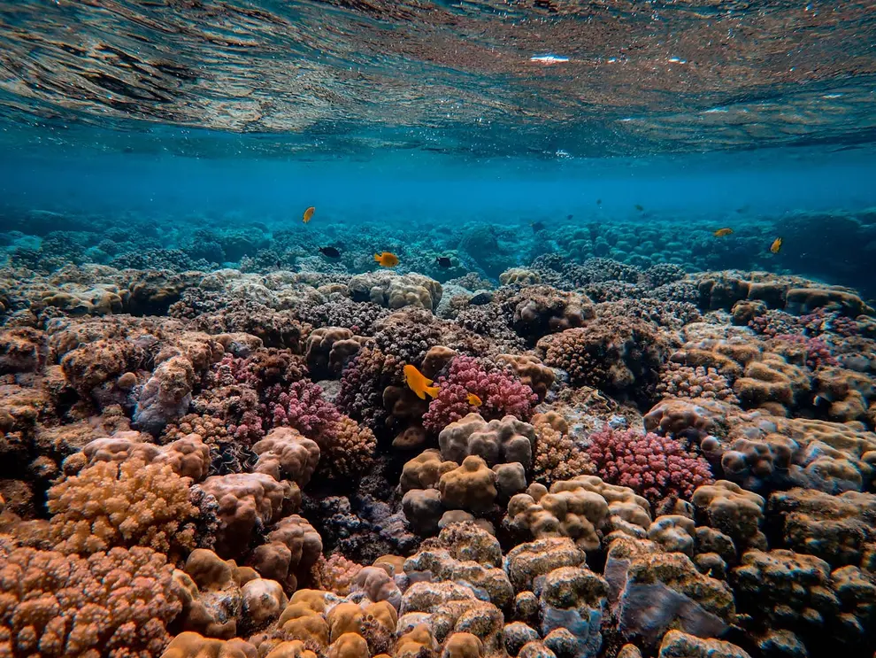 White coral reef found in Gulf of Naples