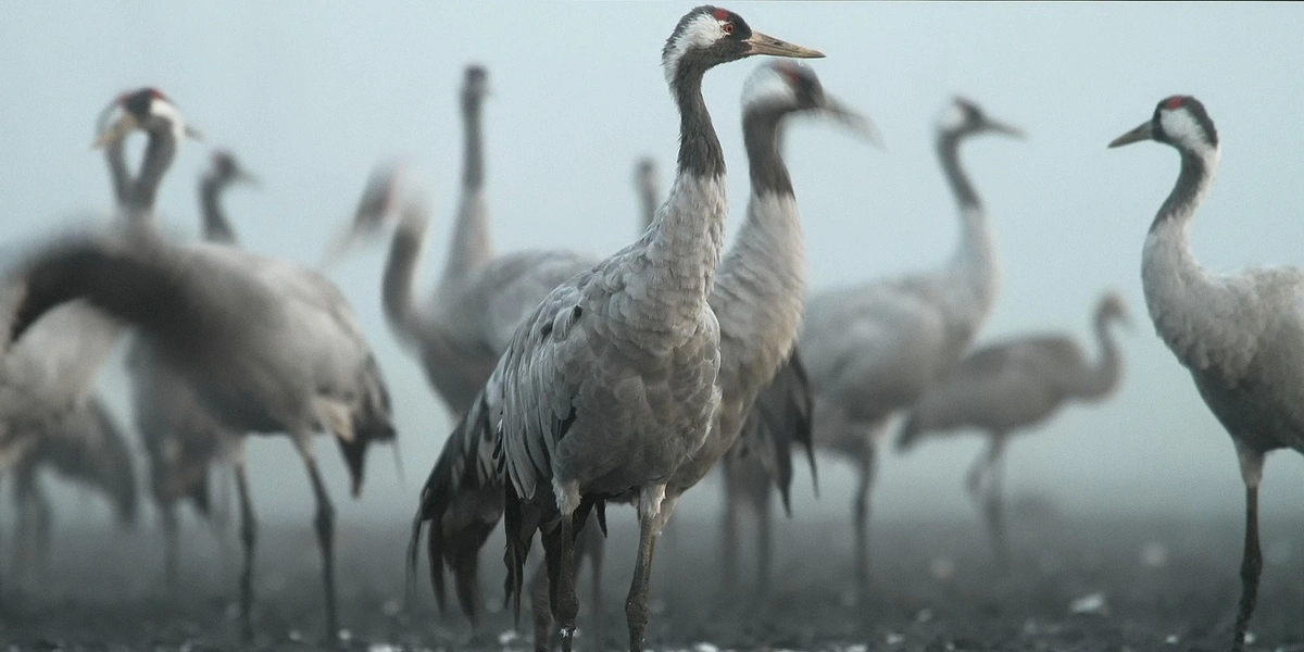 Bird flu outbreak in Israel kills 5,000 cranes