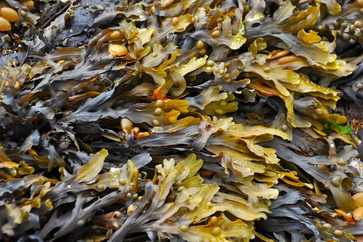 Engineers turn rotten seaweed into car fuel
