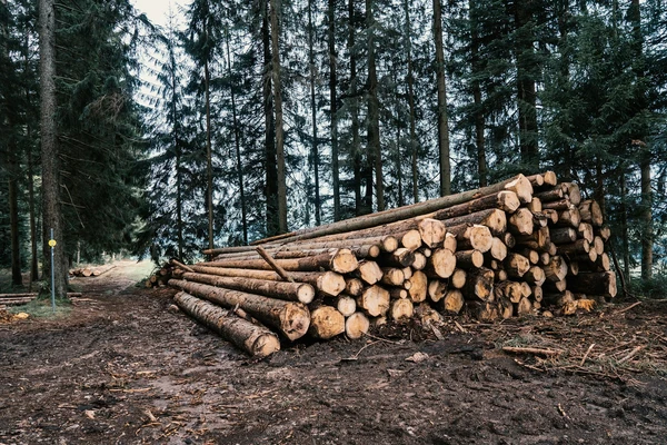 EU delays and eases deforestation law 2025