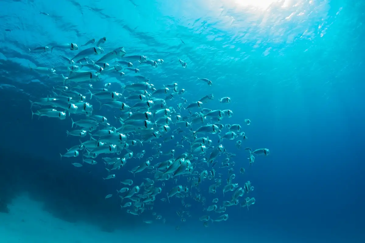 EU unveils ocean pact before UN conference