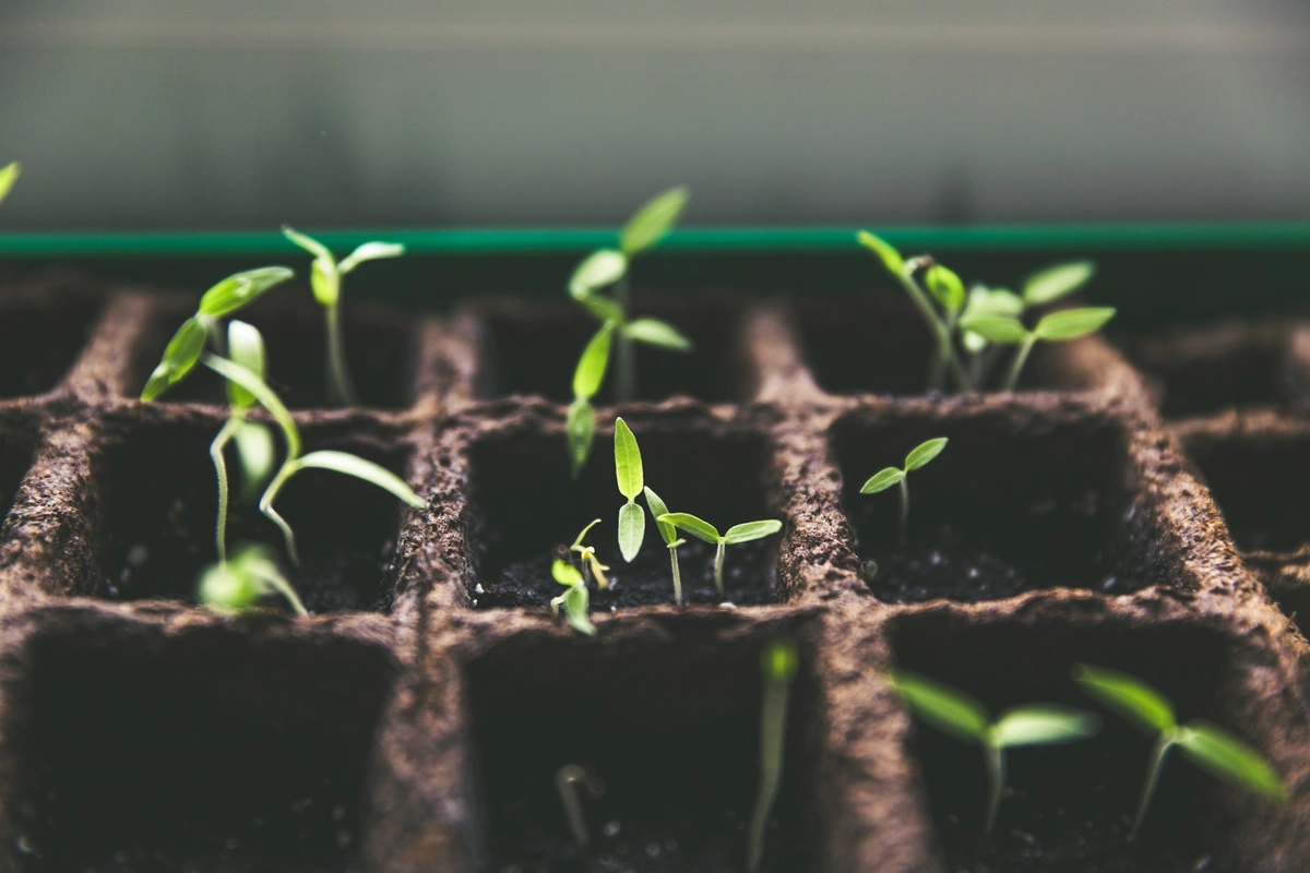 Flour and oats fuel biohybrid reforestation robot