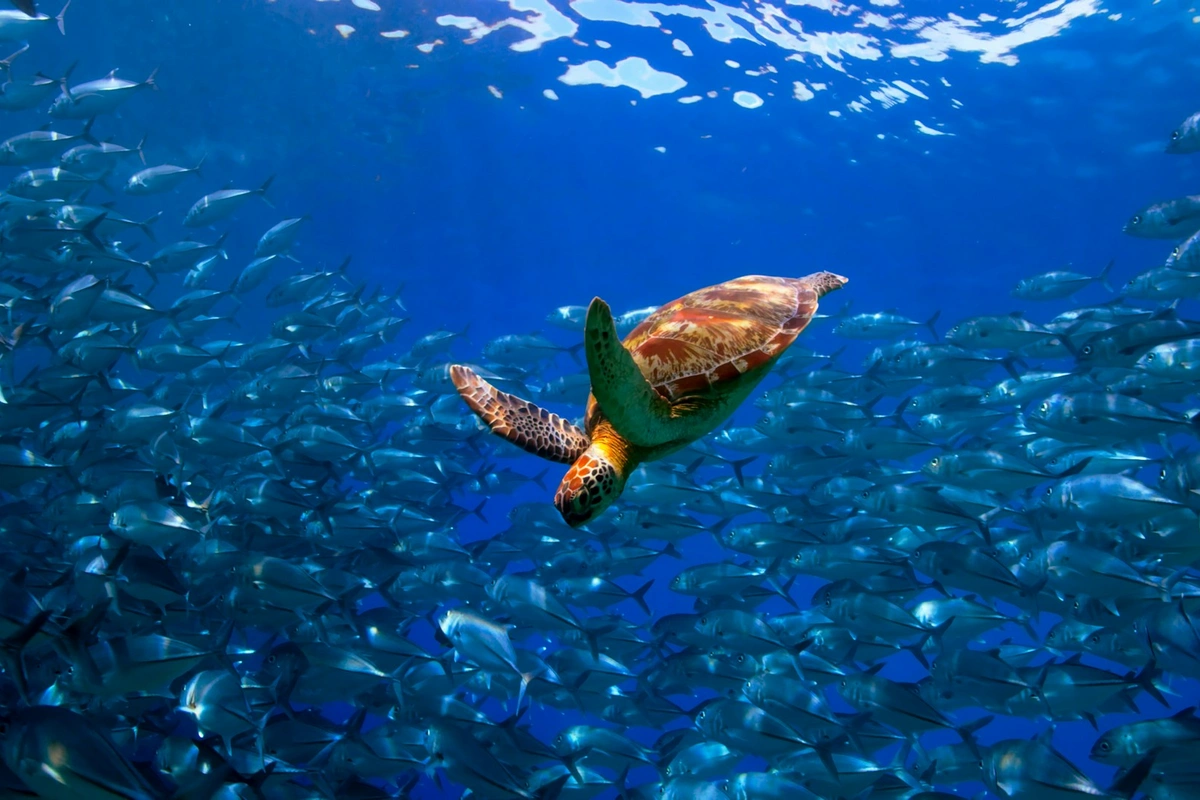 Greece: €780 mln to protect marine biodiversity