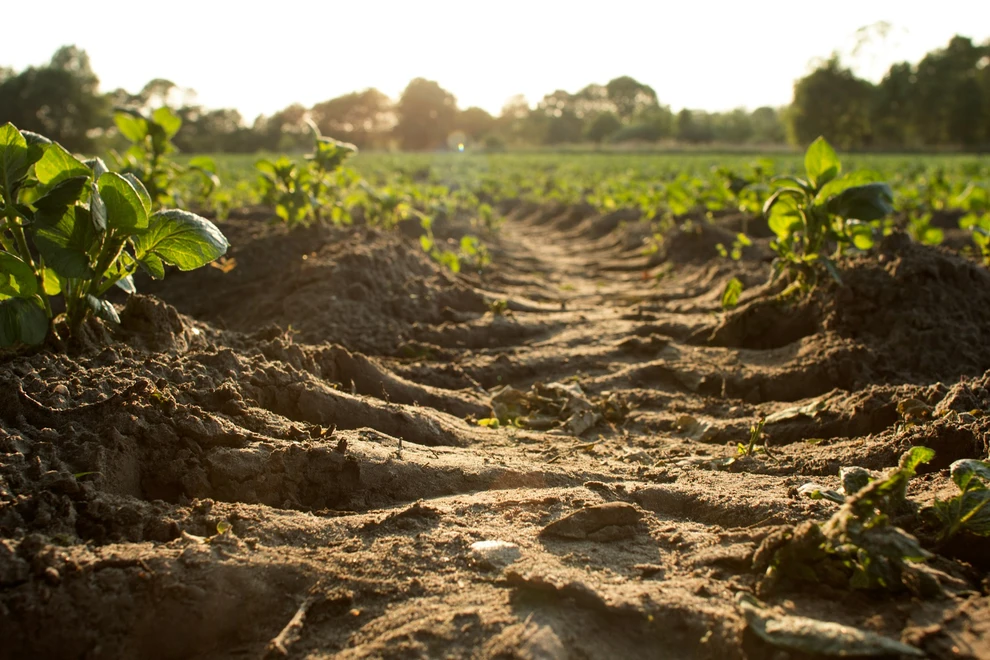 Natural breakthrough in soil pollution cleanup