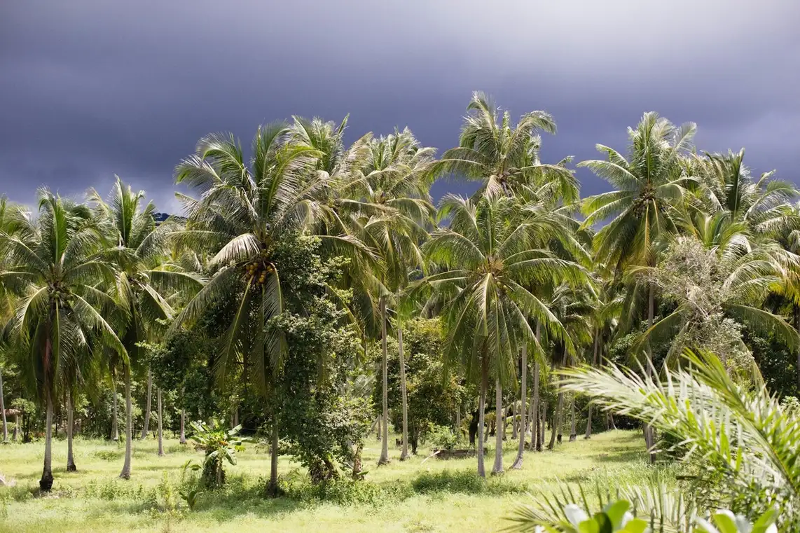 Indonesia launches B35 biodiesel by palm oil