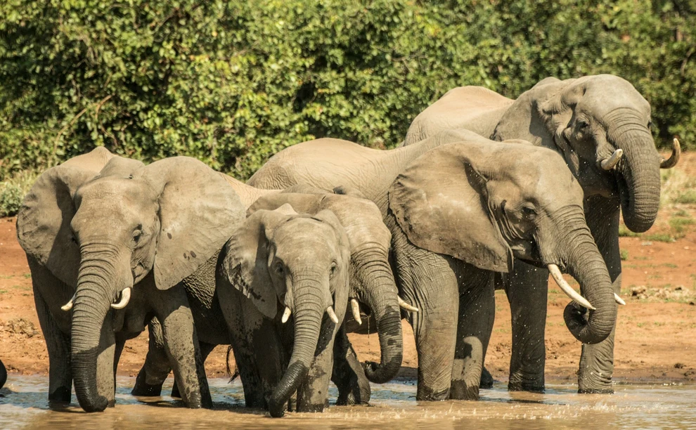 Nigeria enacts tough law on wildlife trafficking