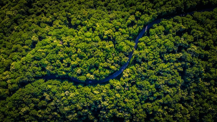 Google funds Amazon rainforest restoration