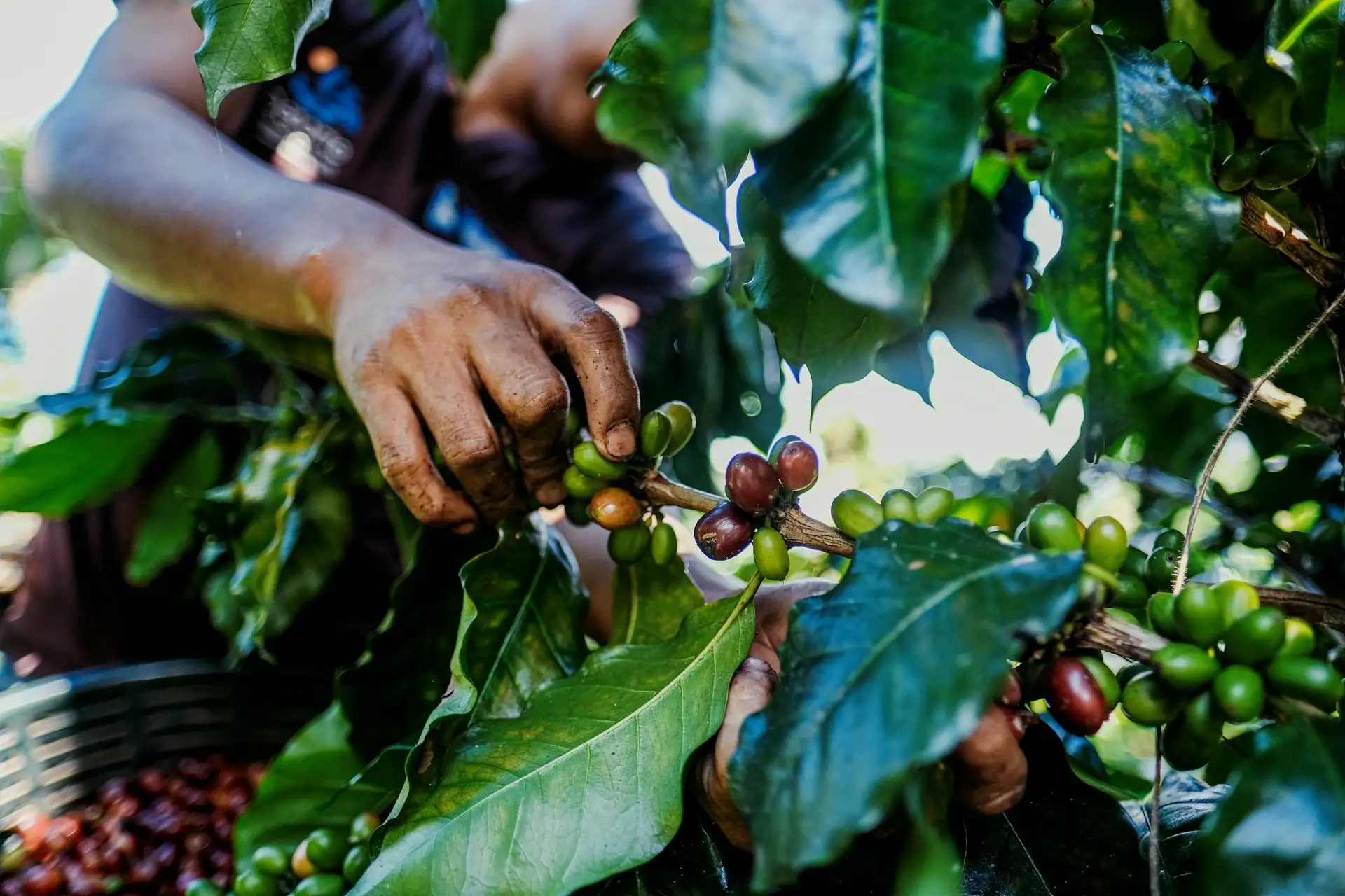 Nestle steps up coffee sustainability efforts