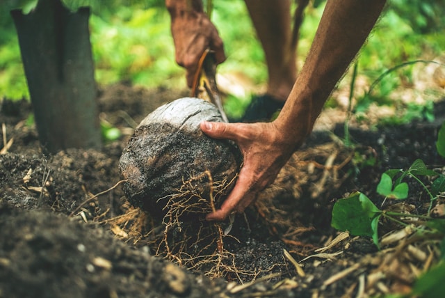 How to choose the right landscaping materials for a greener yard