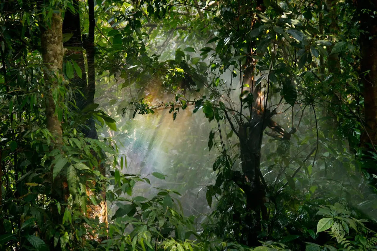 $2.5B plan to save the Congo rainforest