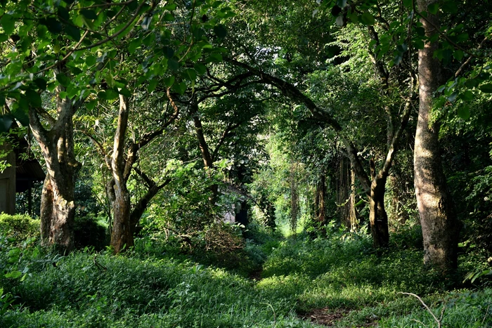 Ghana enforces mining ban in forest reserves