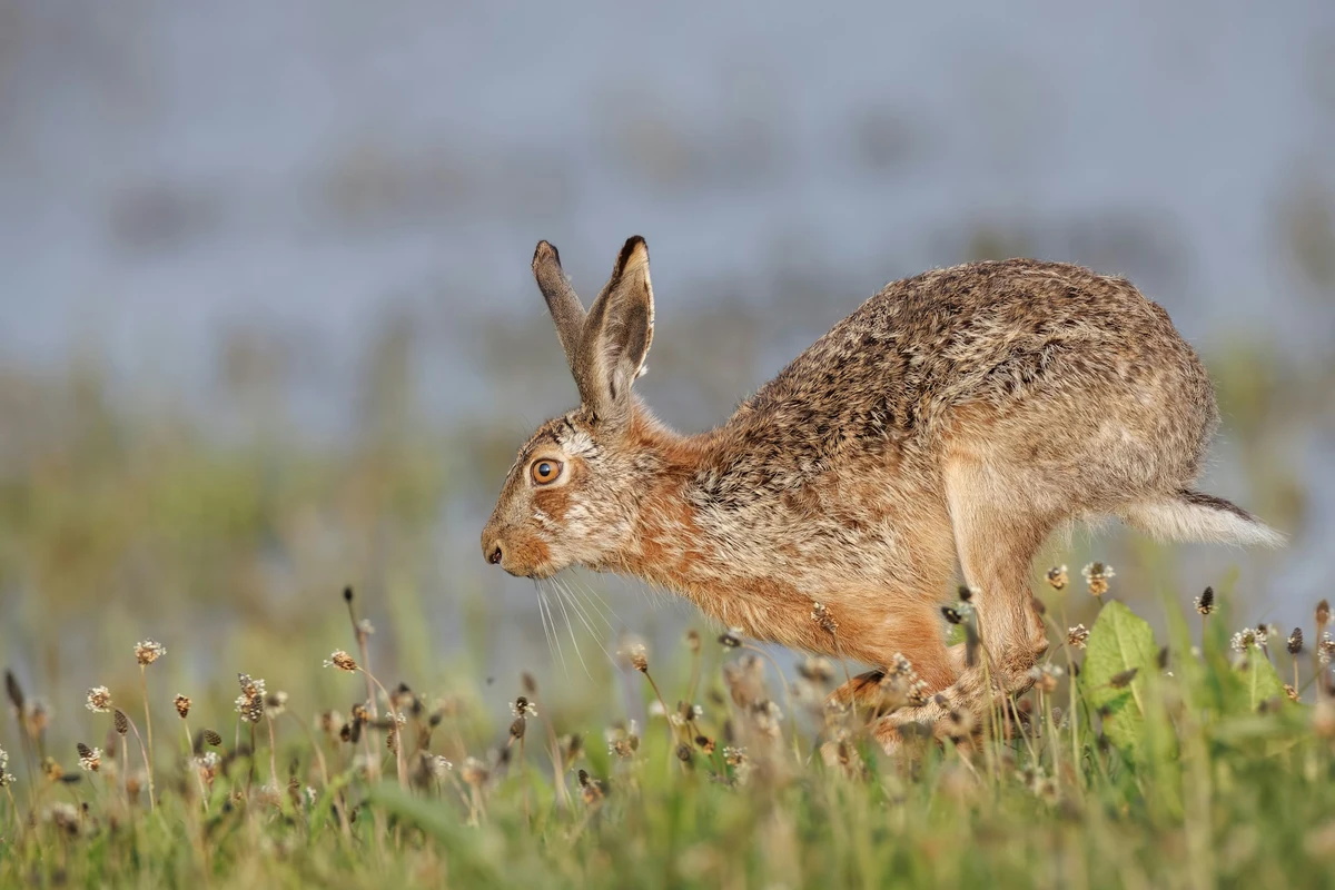 England bans hare shooting during breeding season 