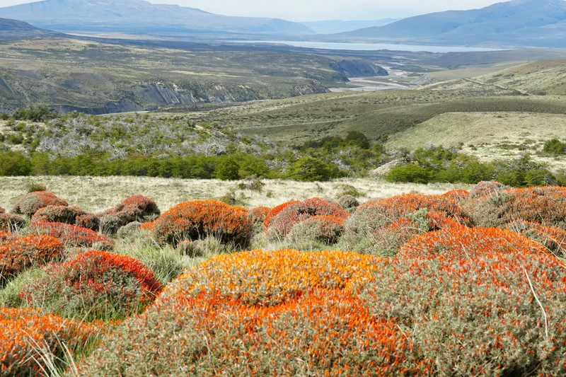 Chile plans cape froward national park