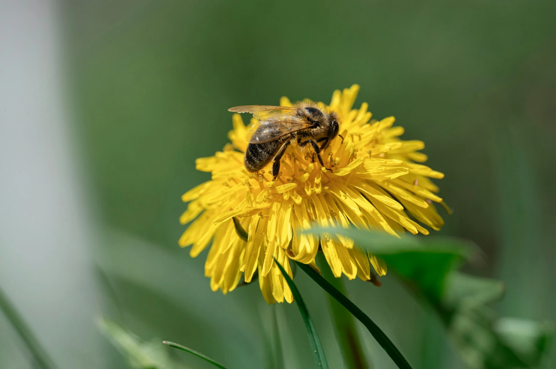 Amazon stingless bees granted legal rights