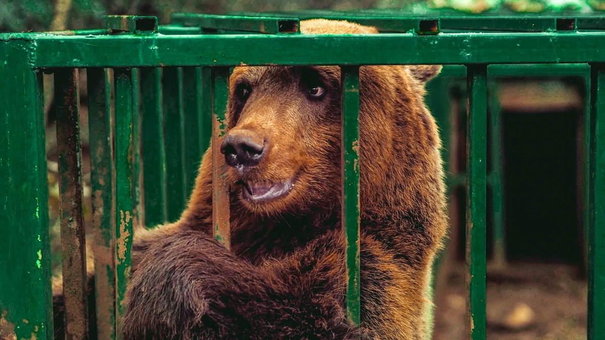 South Korea to ban bear bile farming