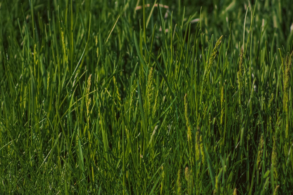 Living biosensor crops detect chemical exposure