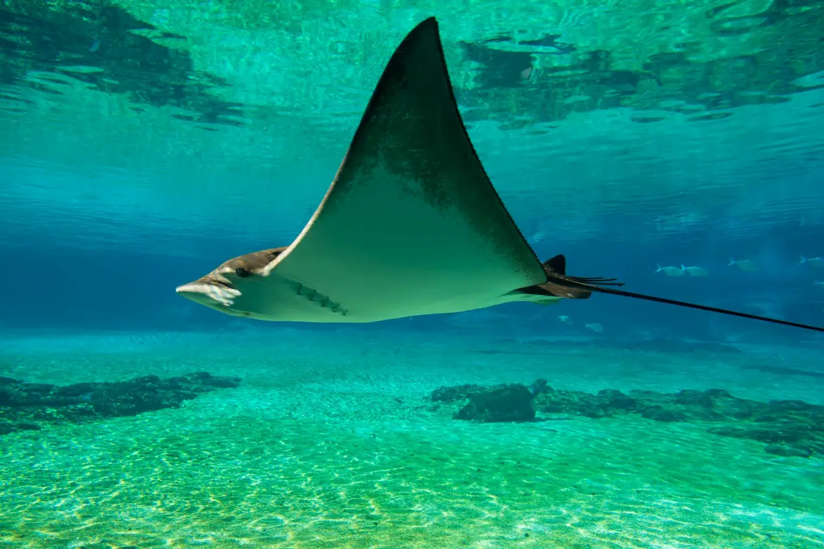 Florida lawmakers target marine animal capture