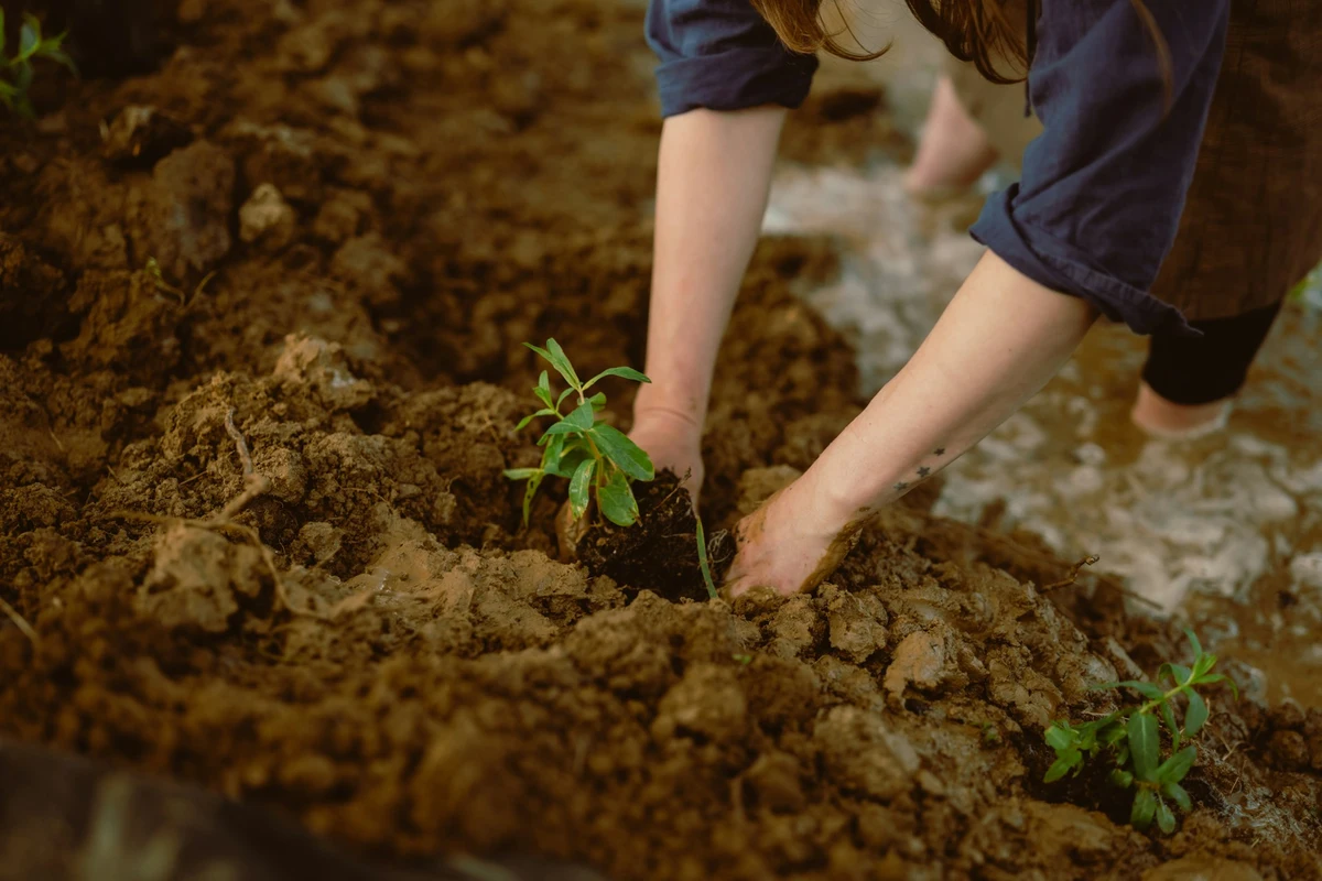 White Rose Forest launches 25-year tree plan