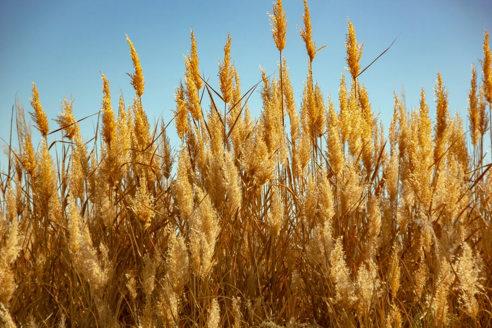 South Africa leads in grassland carbon credits