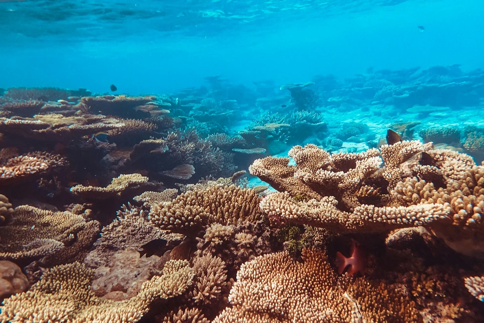 World’s largest coral found on Great Barrier Reef
