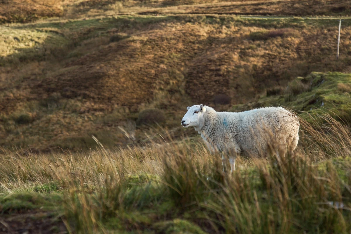 Wales passes landmark environment bill