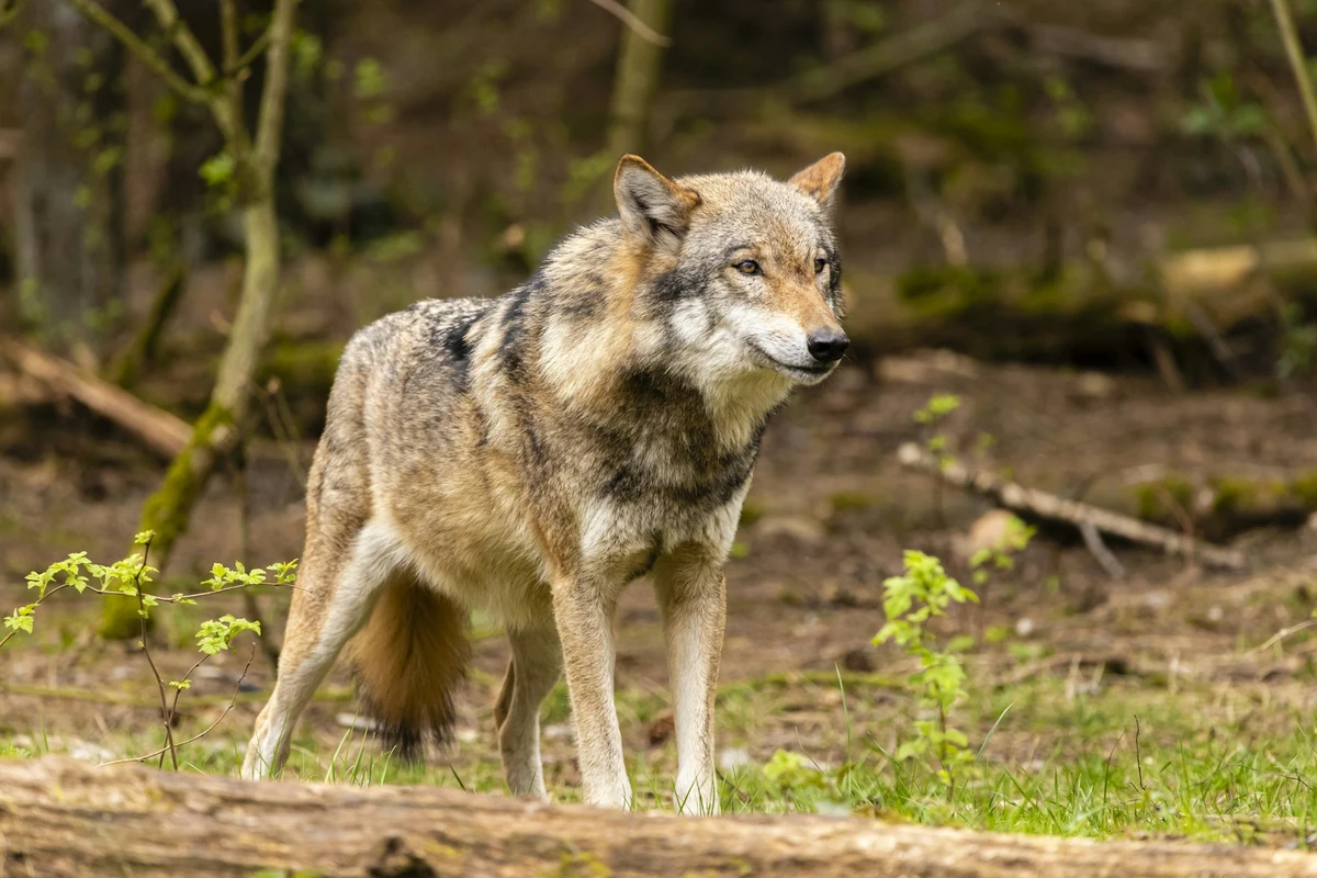 Germany approves new wolf hunting law
