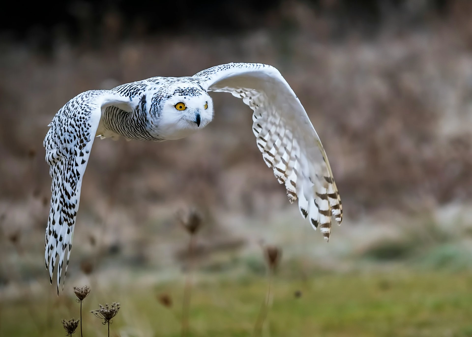 UN protects 40 migratory species worldwide