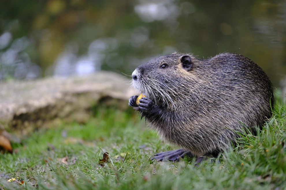 UK invests £90M to protect wildlife in England