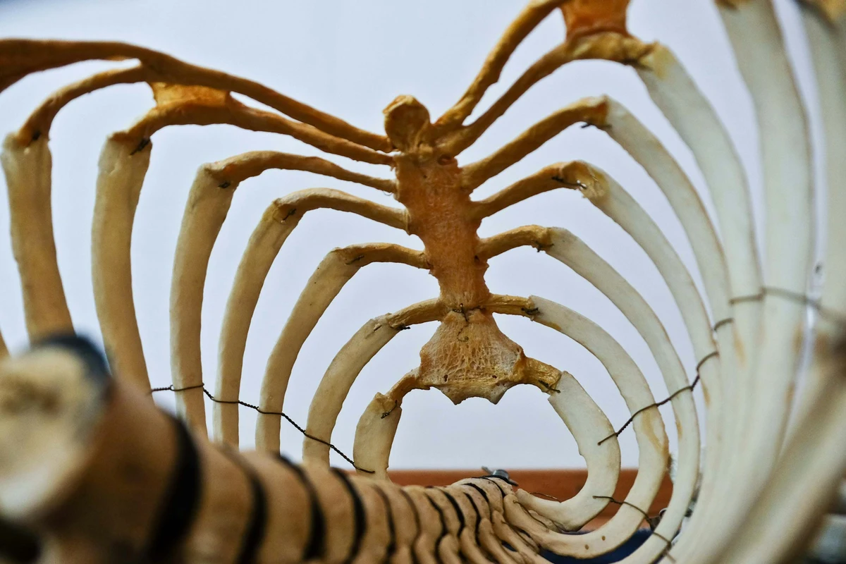 Wool keratin breakthrough for bone repair