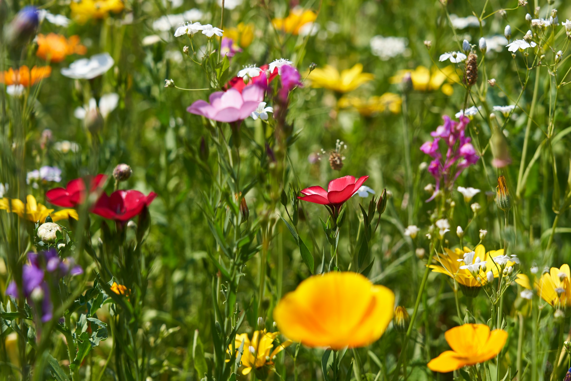 UK launches £3M plant health research hub