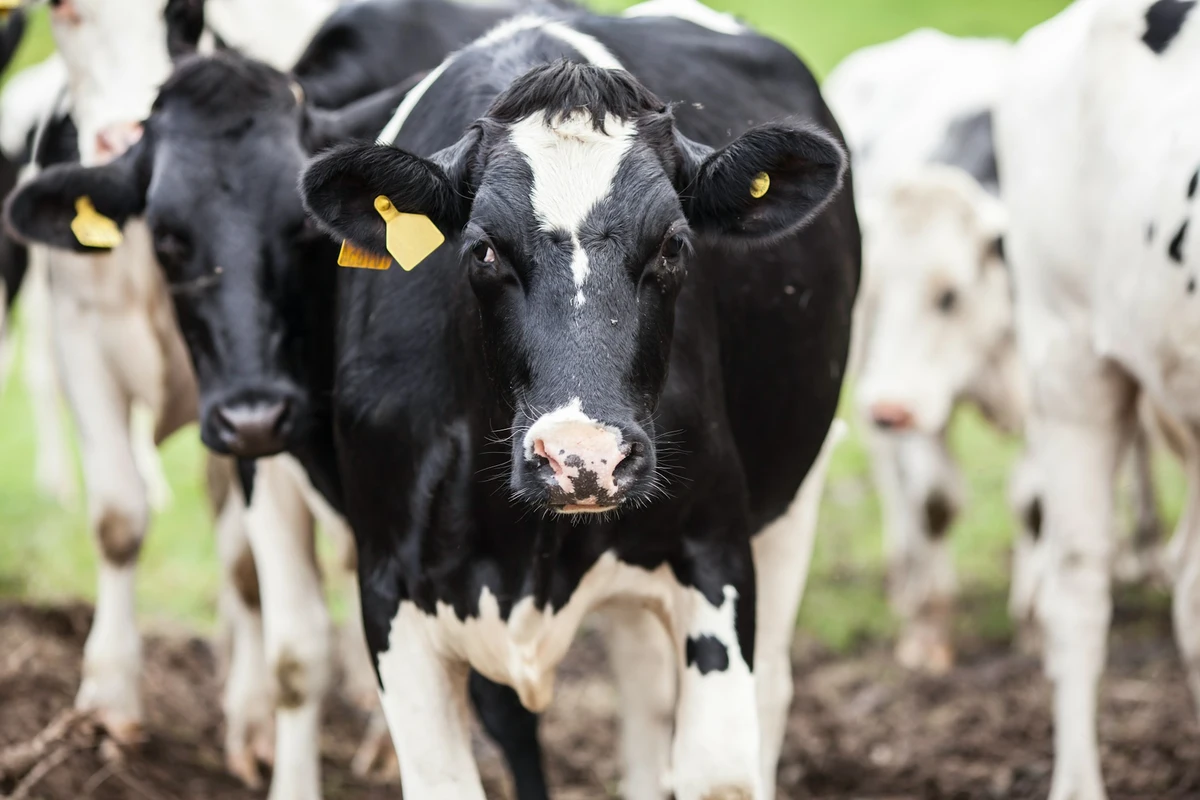 EU suspends Brazilian meat imports