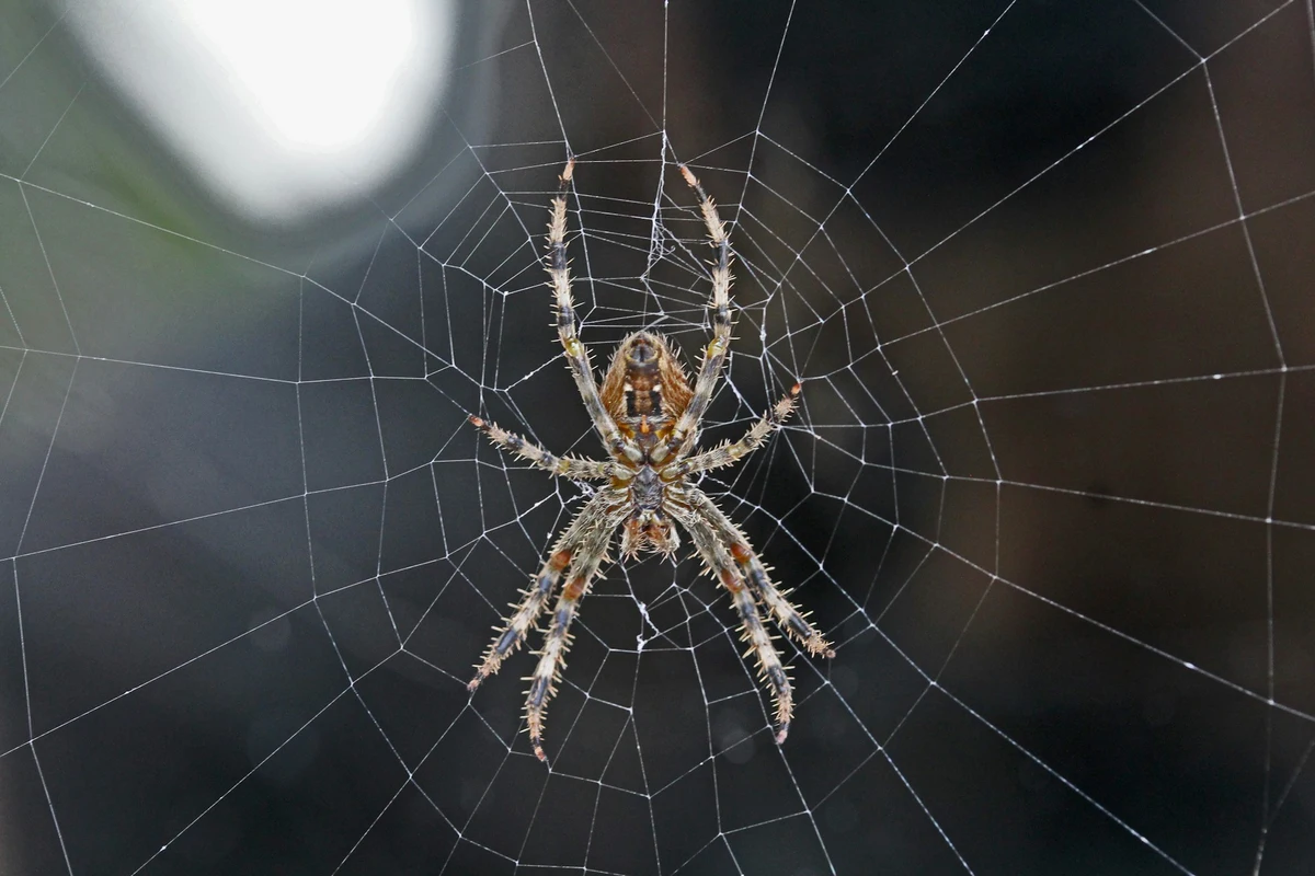 Corn bioplastic mimics spider silk