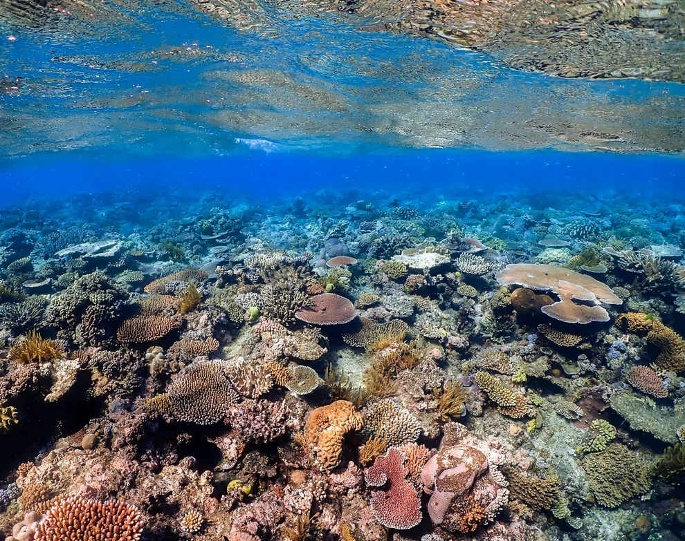 Resilient coral reefs could survive warming