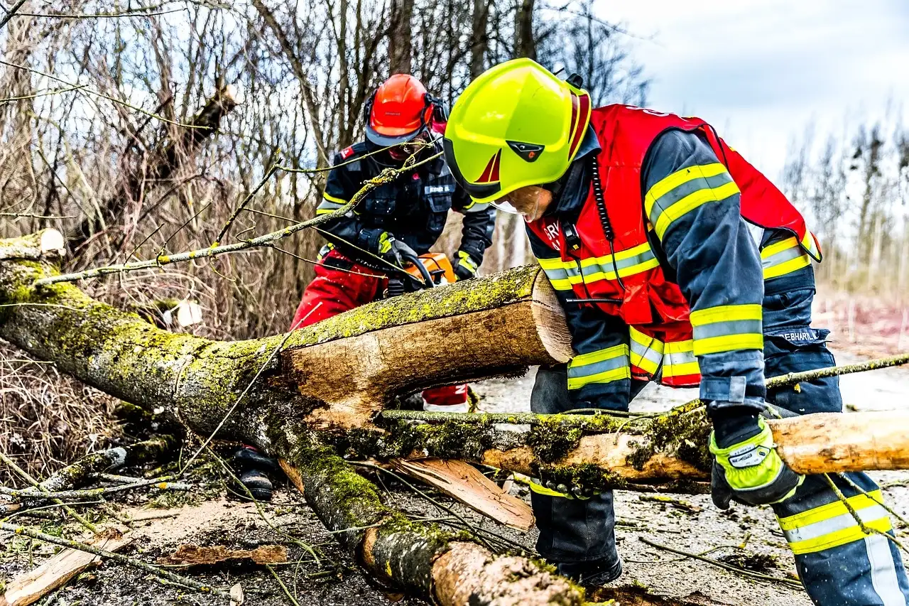 When removing a tree is the more sustainable choice