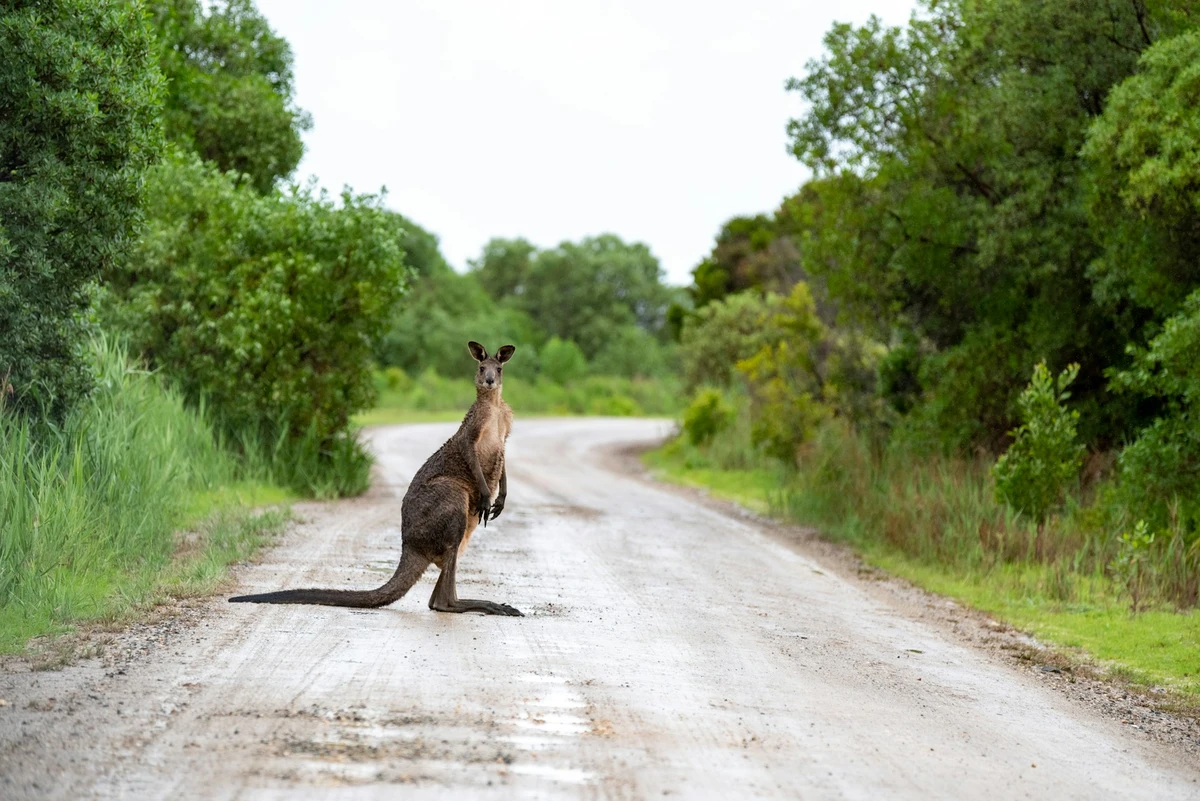 NSW launches AI road wildlife alerts