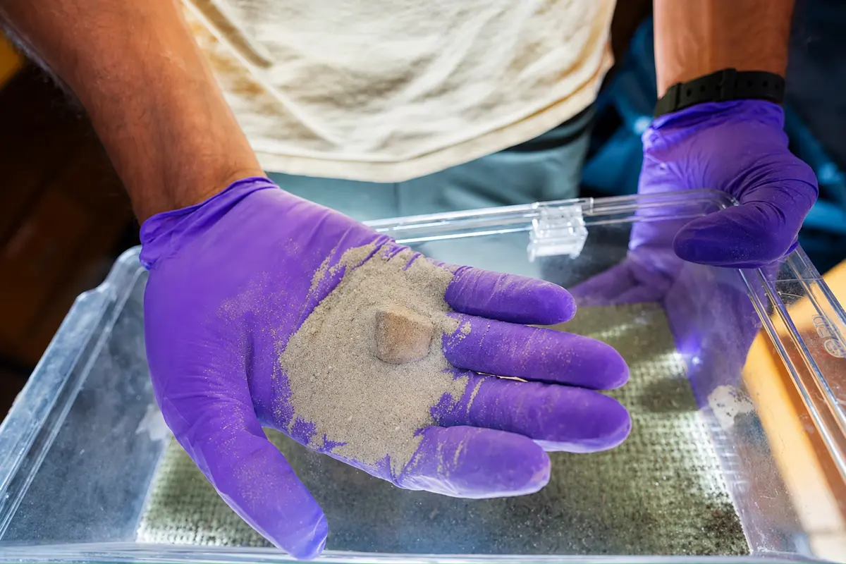 Engineered bacteria speed up CO2 removal