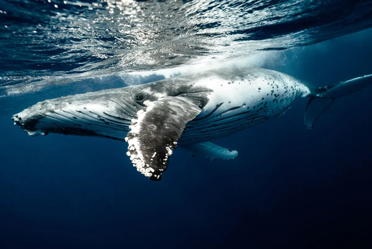 Iceland plans permanent whaling ban