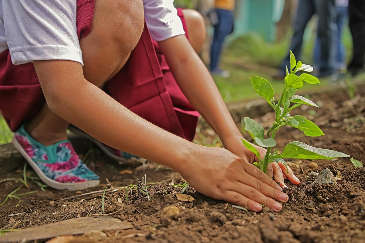 England launches 500,000-tree climate plan
