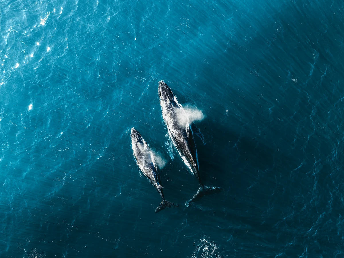 IWC pushes for stronger whale protection