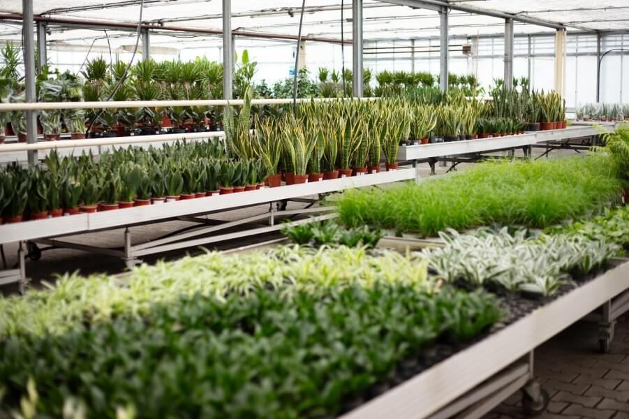 Temu offers fresh opportunities for German florist looking to expand