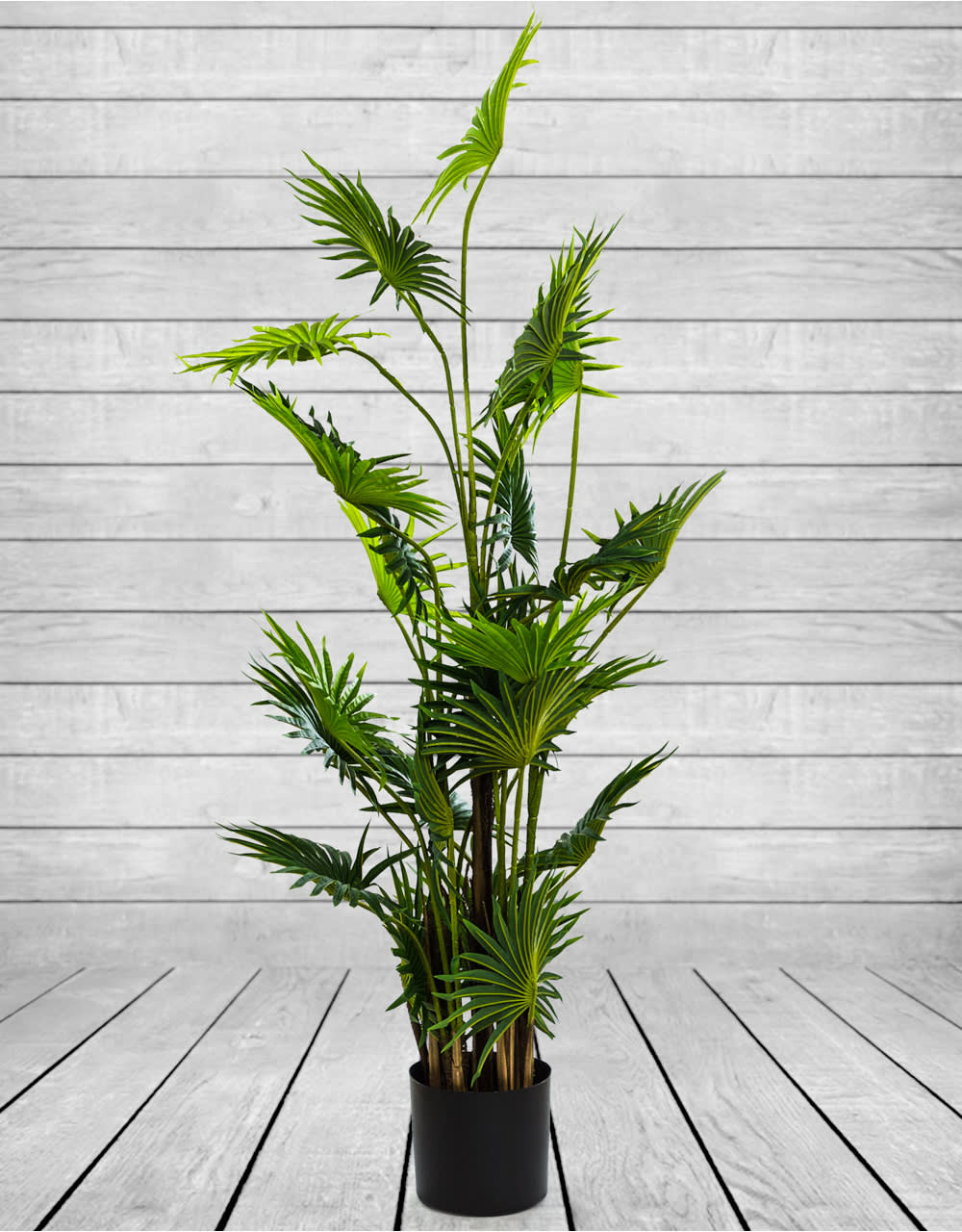 Ornamental Fan Palm Tree in Black Pot