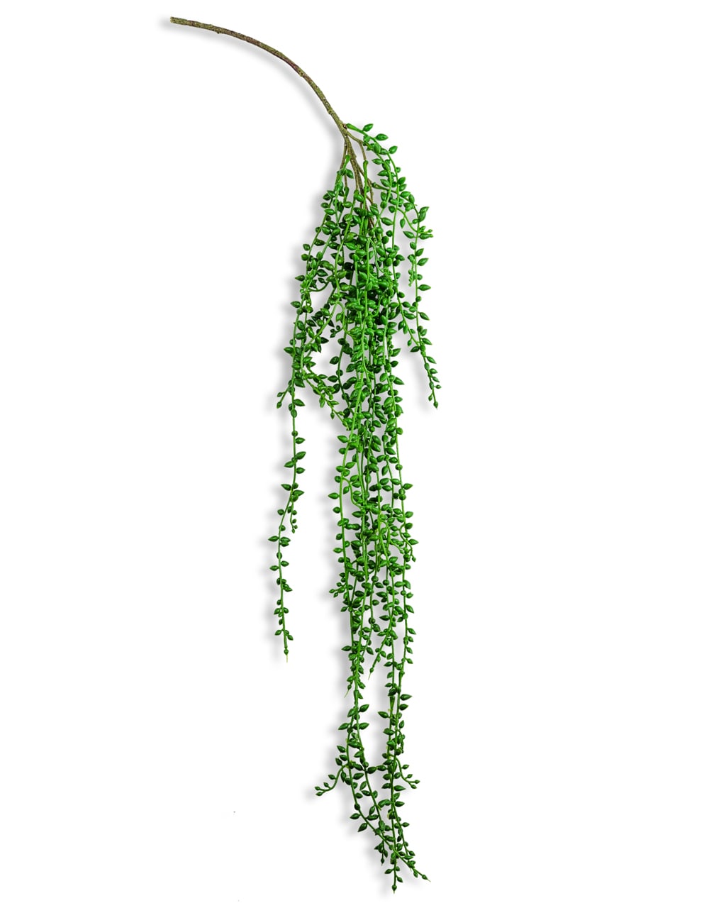 Ornamental Hanging Vine (to be bought in 12s)