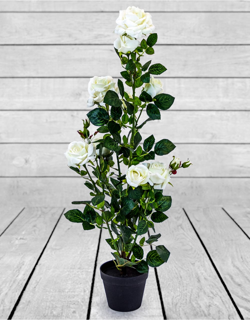 Ornamental White Rose Plant in Black Pot (to be bought in 2s)