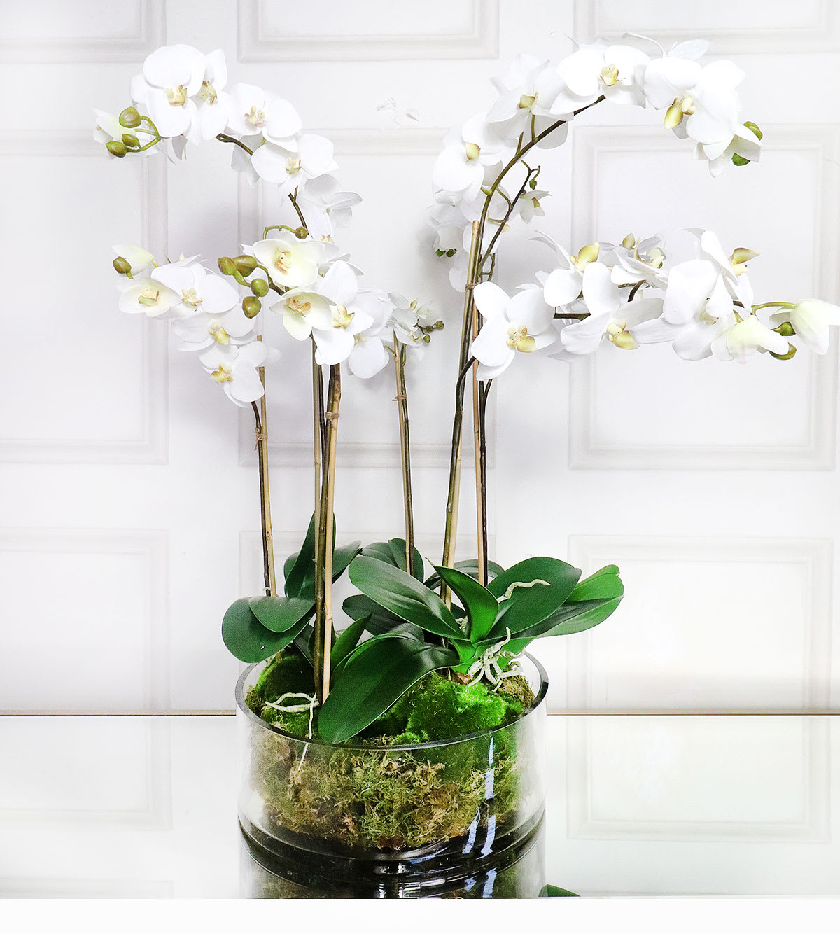 White Orchid Pretty Phalaenopsis Plants with Moss in Shallow Glass ...