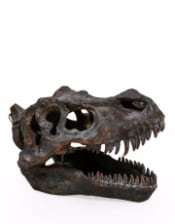 Large T-Rex Skull Wall Head